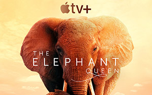 Apple TV + presents wildlife documentary,The Elephant Queen (release date november 1)